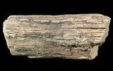 Unpolished Petrified Wood Limb - Blue Forest #28958-1